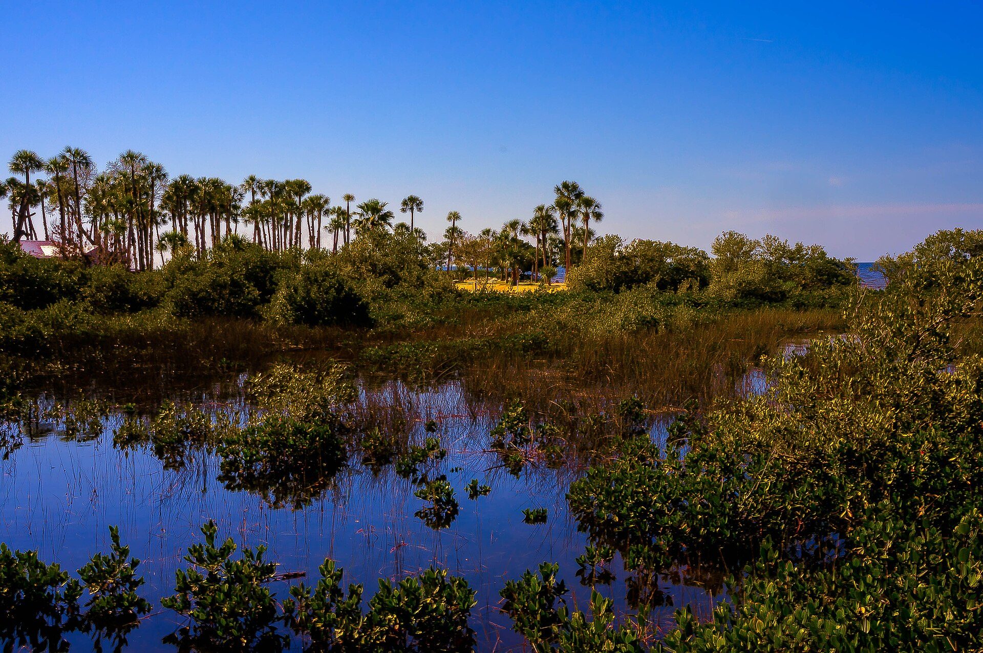 Golden light over coastal wetlands near Pine Island