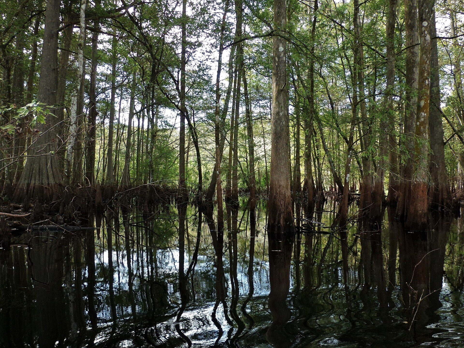 Cypress reflections on the Withlacoochee River
